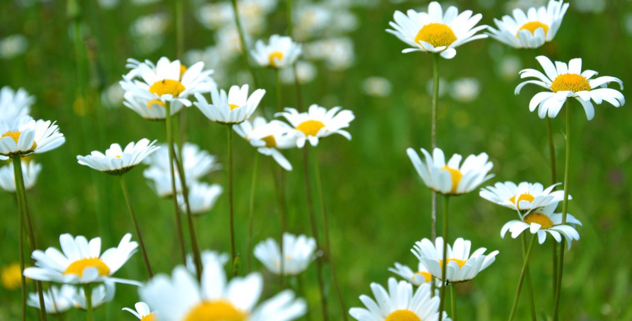 Field of Daisies Spring Trend